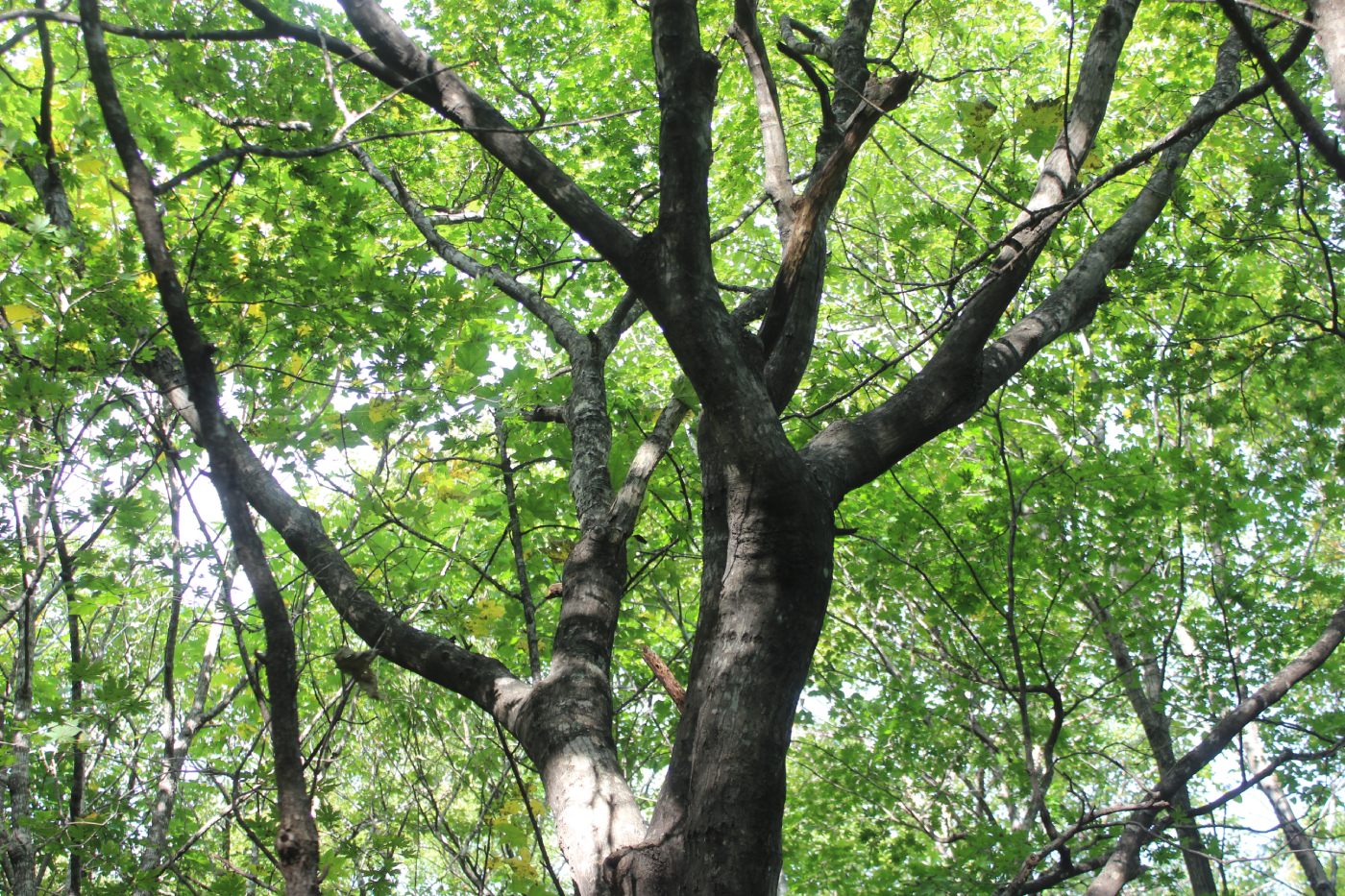 Image of Acer pseudosieboldianum specimen.