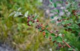 Cotoneaster melanocarpus. Верхушка ветви с плодами разной степени зрелости. Алтайский край, Змеиногорский р-н, восточный берег оз. Колыванское, у подножия скалы. 28.06.2021.