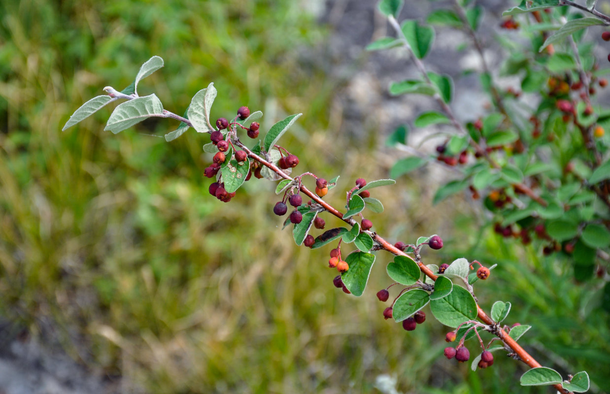 Изображение особи Cotoneaster melanocarpus.