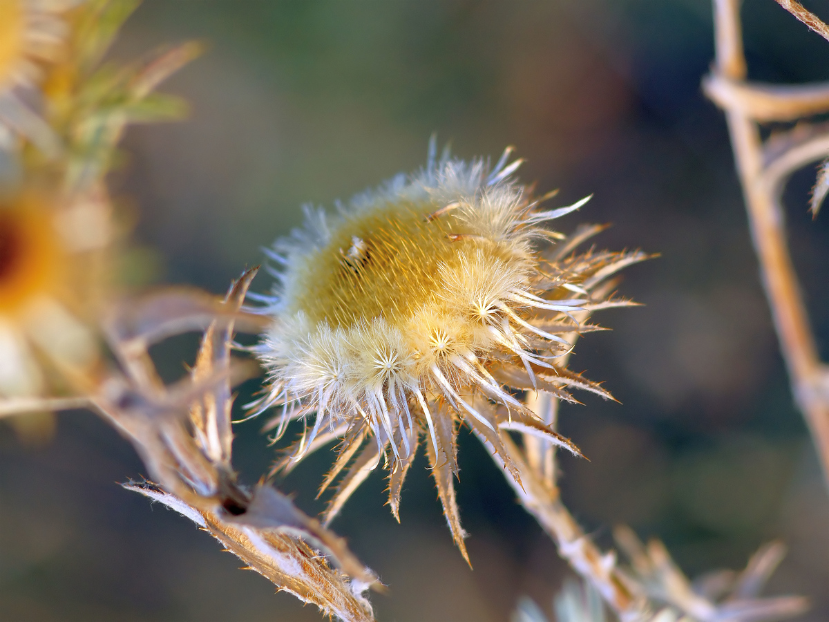 Изображение особи Carlina biebersteinii.