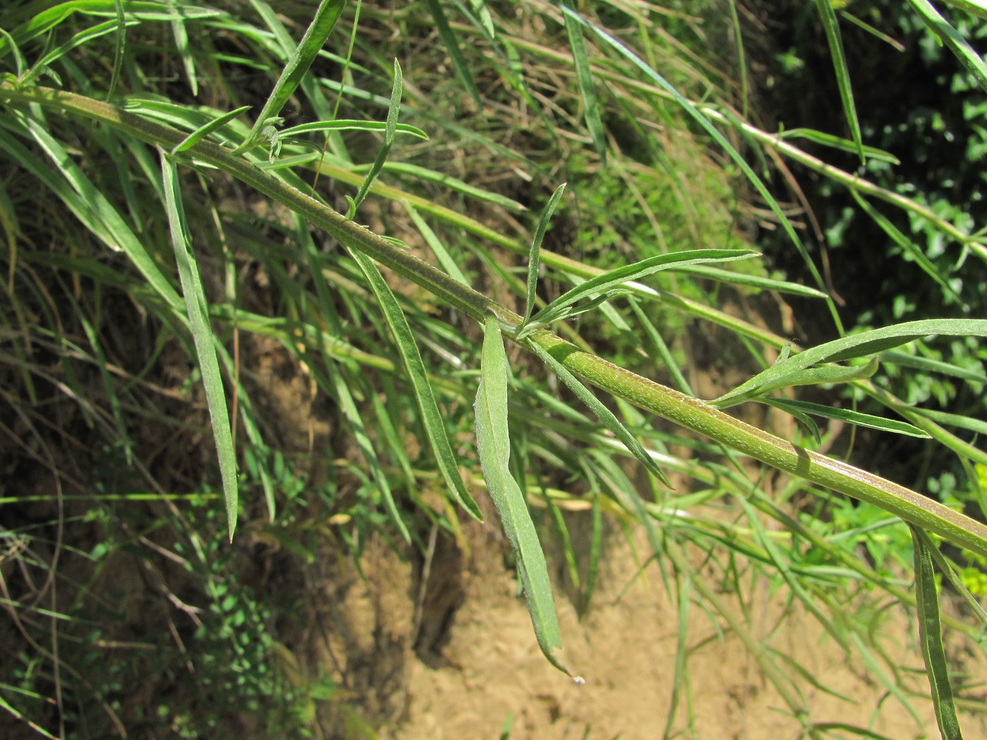 Image of Erysimum canescens specimen.