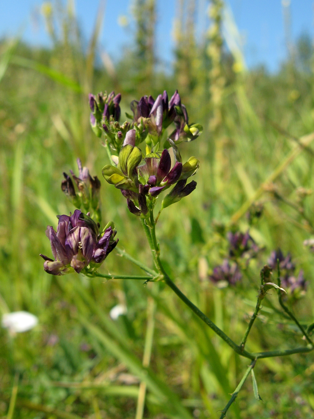 Image of Medicago &times; varia specimen.