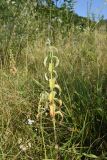 Mentha longifolia. Цветущее растение. Республика Адыгея, окраина пос. Каменномостский, ур. Холодное, луг. 31 июля 2022 г.