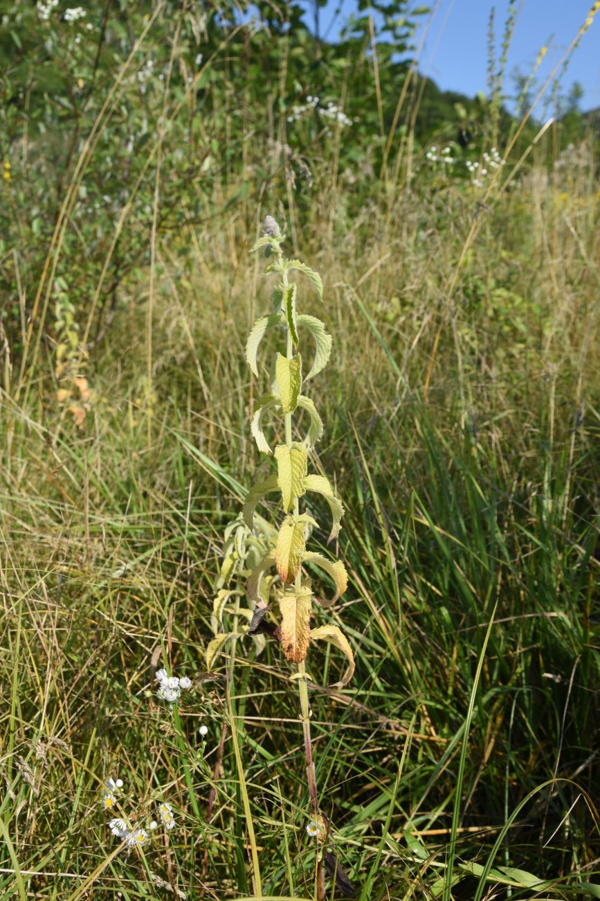 Image of Mentha longifolia specimen.