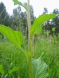 Campanula latifolia. Часть побега. Окр. Томска, луг на месте заброшенного садового участка. 09.07.2010.