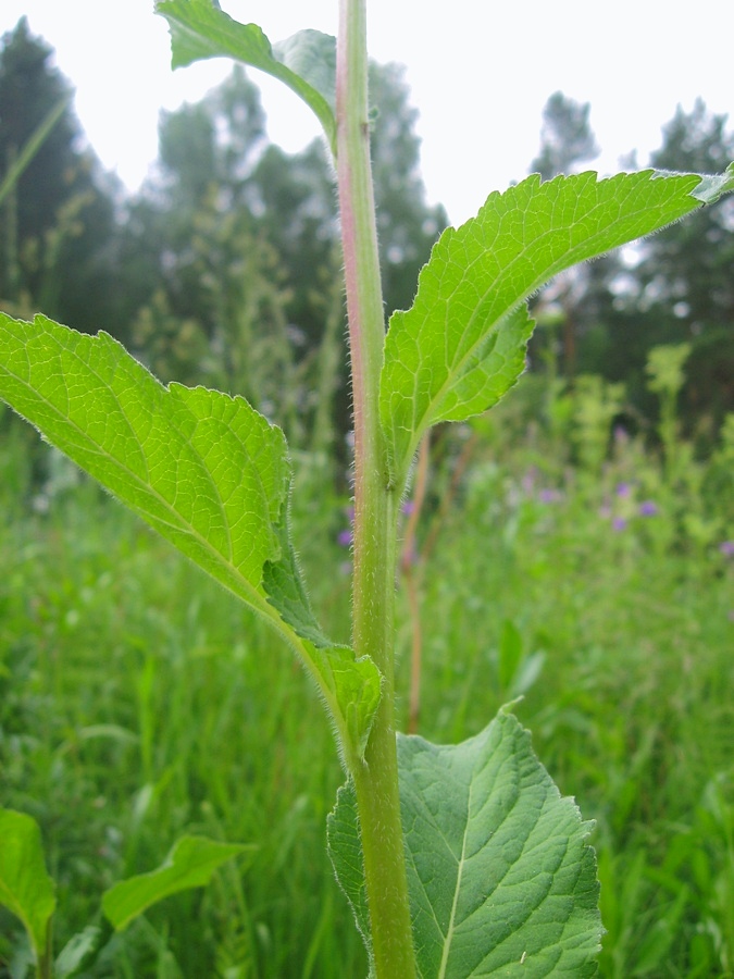 Image of Campanula latifolia specimen.