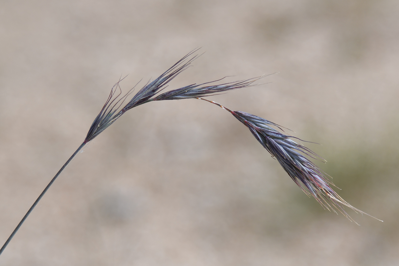 Изображение особи род Elymus.