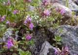 Thymus pseudopulegioides