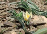 Tulipa orthopoda