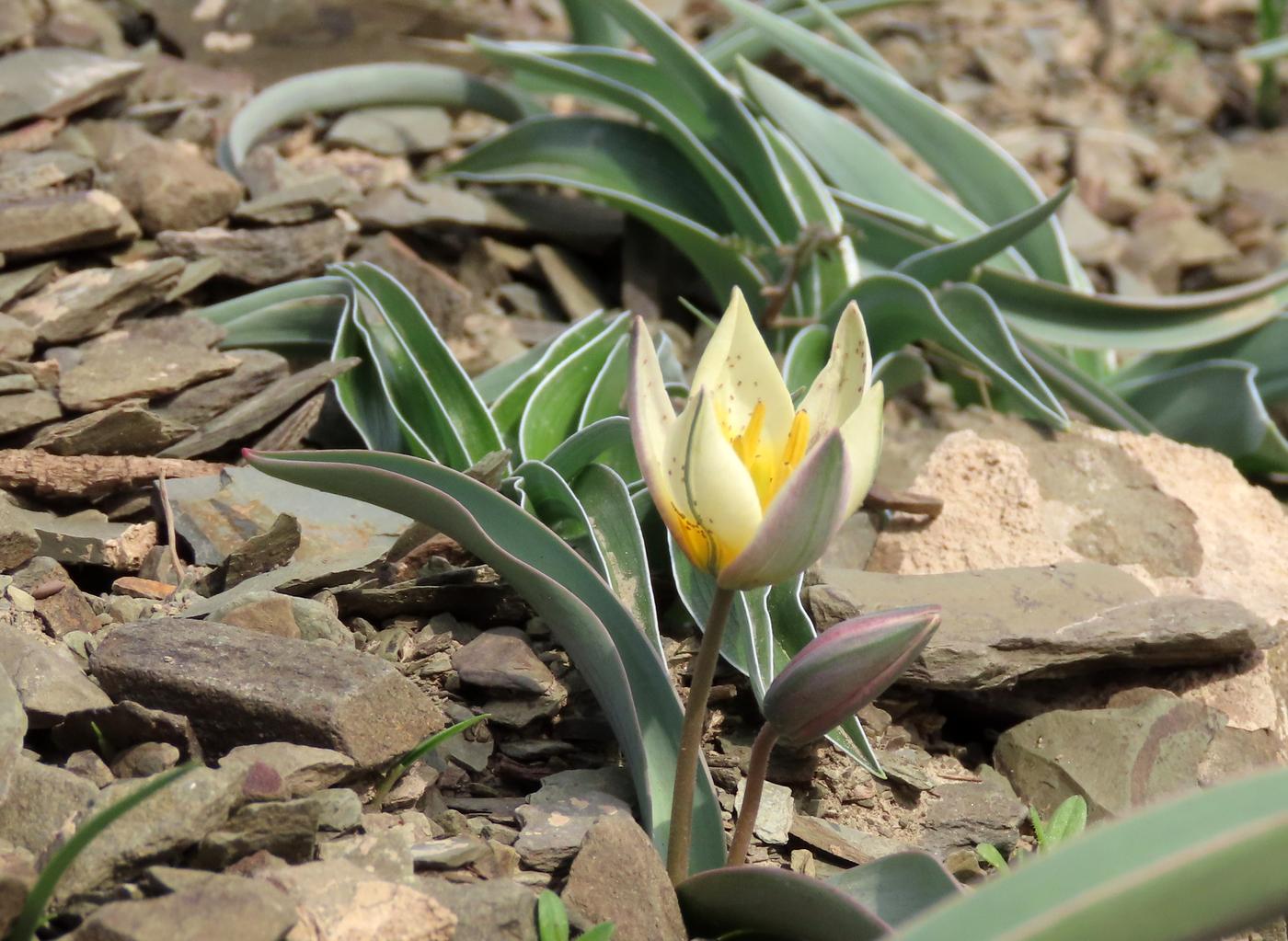 Image of Tulipa orthopoda specimen.