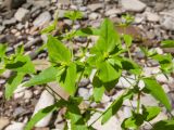 Euphorbia stricta. Верхушки побегов с соцветиями. Краснодарский край, Абинский р-н, окр. станицы Шапсугская, каменистый берег р. Скобидо. 30.04.2016.