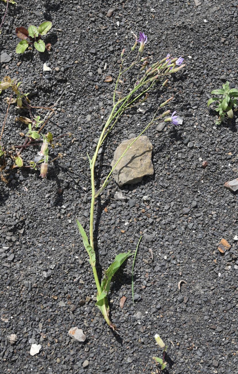 Image of Cicerbita racemosa specimen.