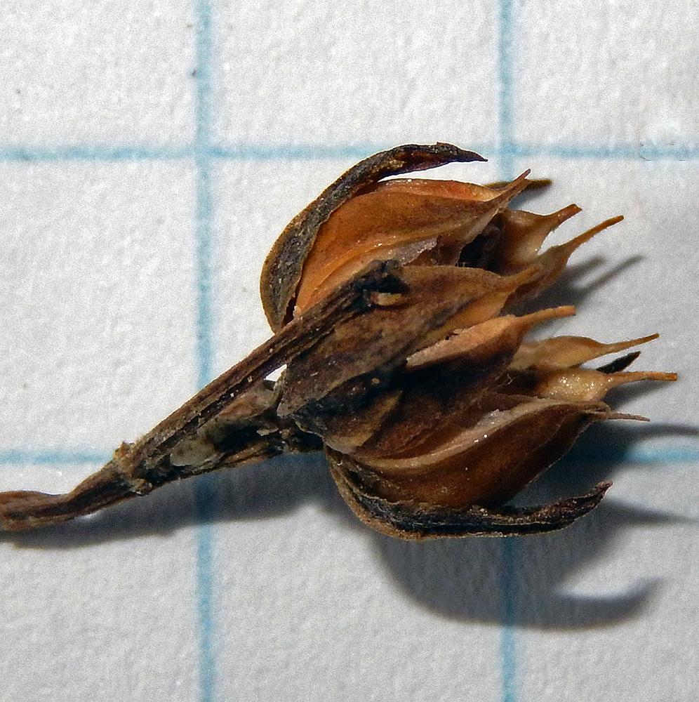 Image of Linum tauricum specimen.