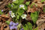 Viola mirabilis