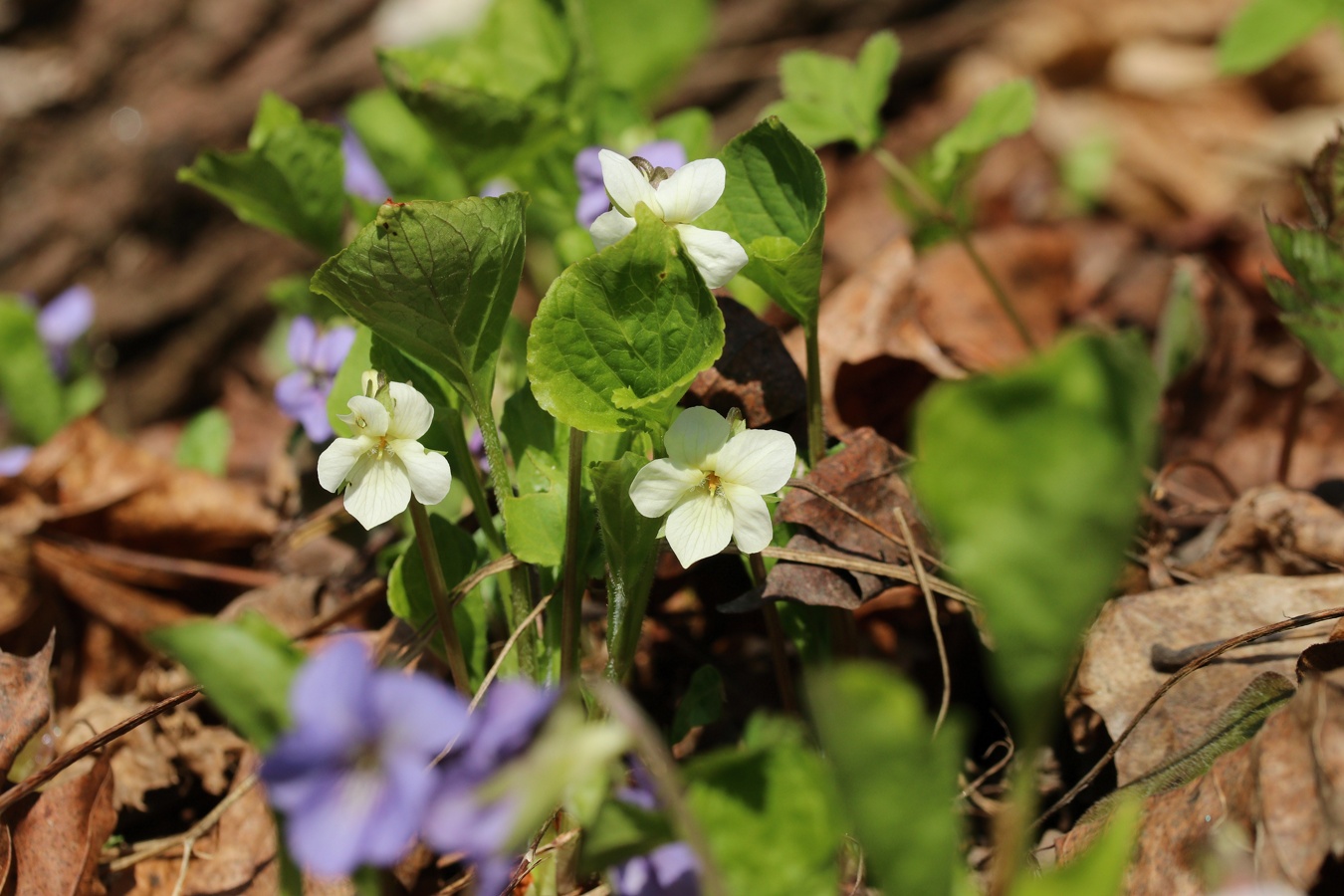 Изображение особи Viola mirabilis.