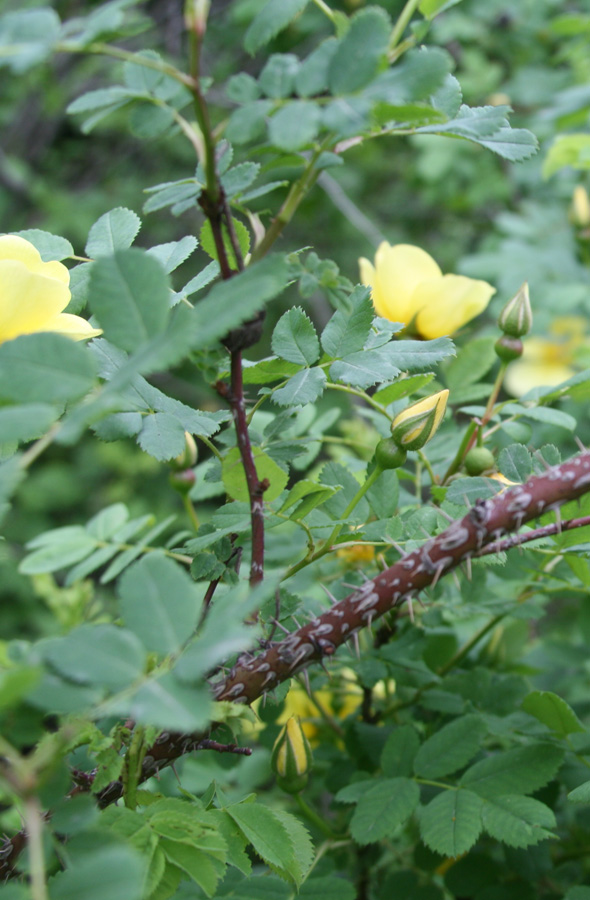 Изображение особи Rosa platyacantha.