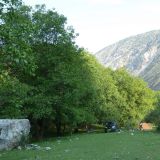 Juglans regia