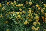 Lantana camara