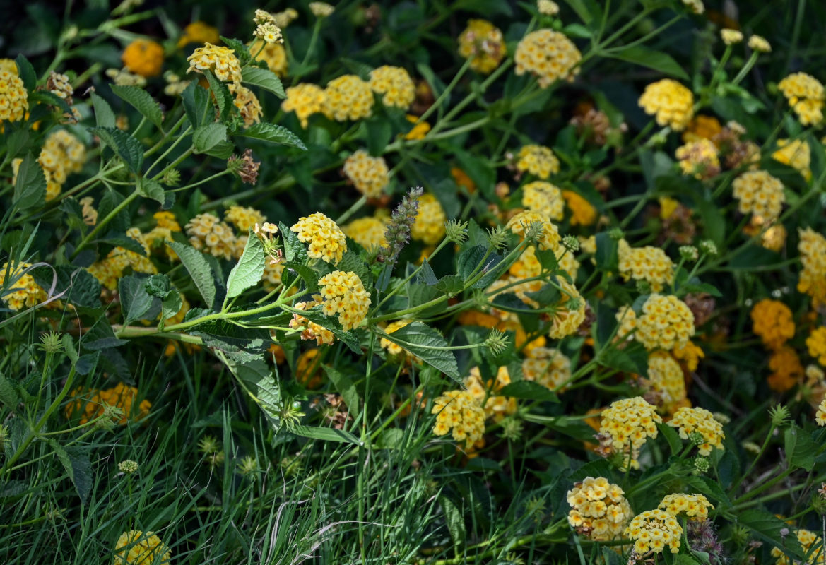 Изображение особи Lantana camara.