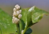 Maianthemum dilatatum. Развивающееся соцветие и часть листа. Приморский край, г. Владивосток, о. Русский, бух. Ахлёстышева, прибрежный луг. 23.05.2023.