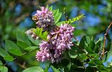 Robinia viscosa