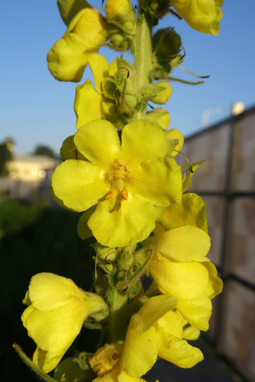 Изображение особи Verbascum phlomoides.