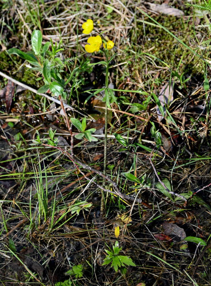 Изображение особи Ranunculus propinquus.