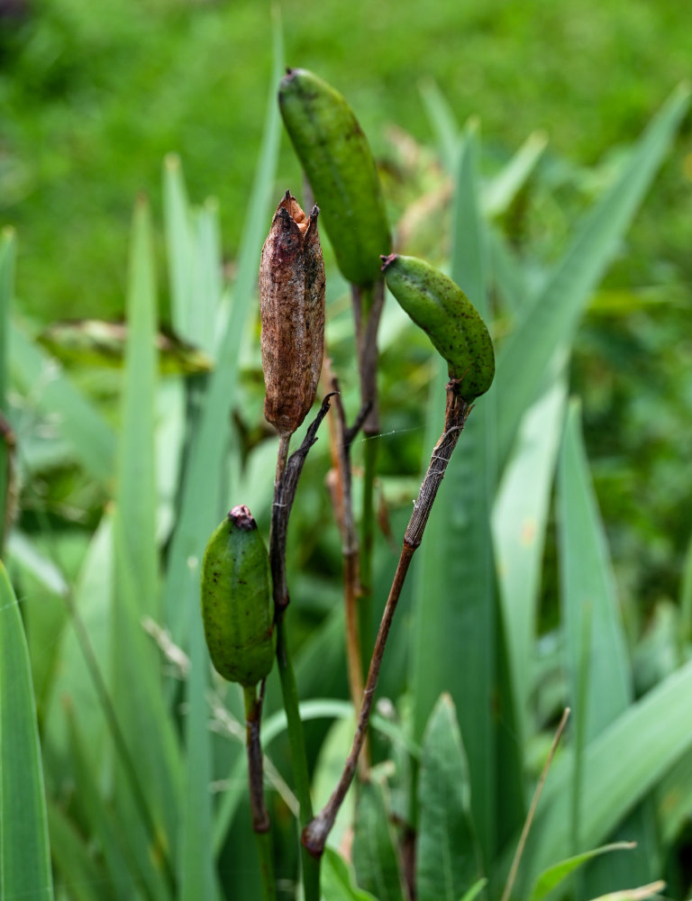 Image of Iris setosa specimen.