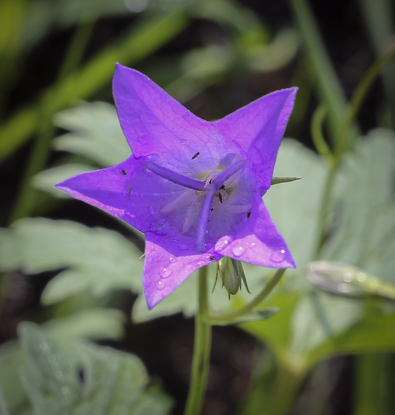 Image of Campanula wolgensis specimen.