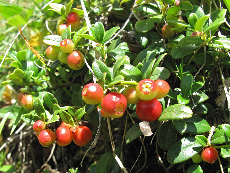 Image of Vaccinium vitis-idaea specimen.