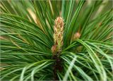 Pinus sibirica