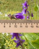 Campanula rapunculoides. Цветки. Карачаево-Черкесия, Урупский р-н, хр. Загедан, долина Ацгарских озёр, ≈ 2600 м н.у.м., верхнее озеро, альпийский луг, в расщелине скалы. 09.08.2023.