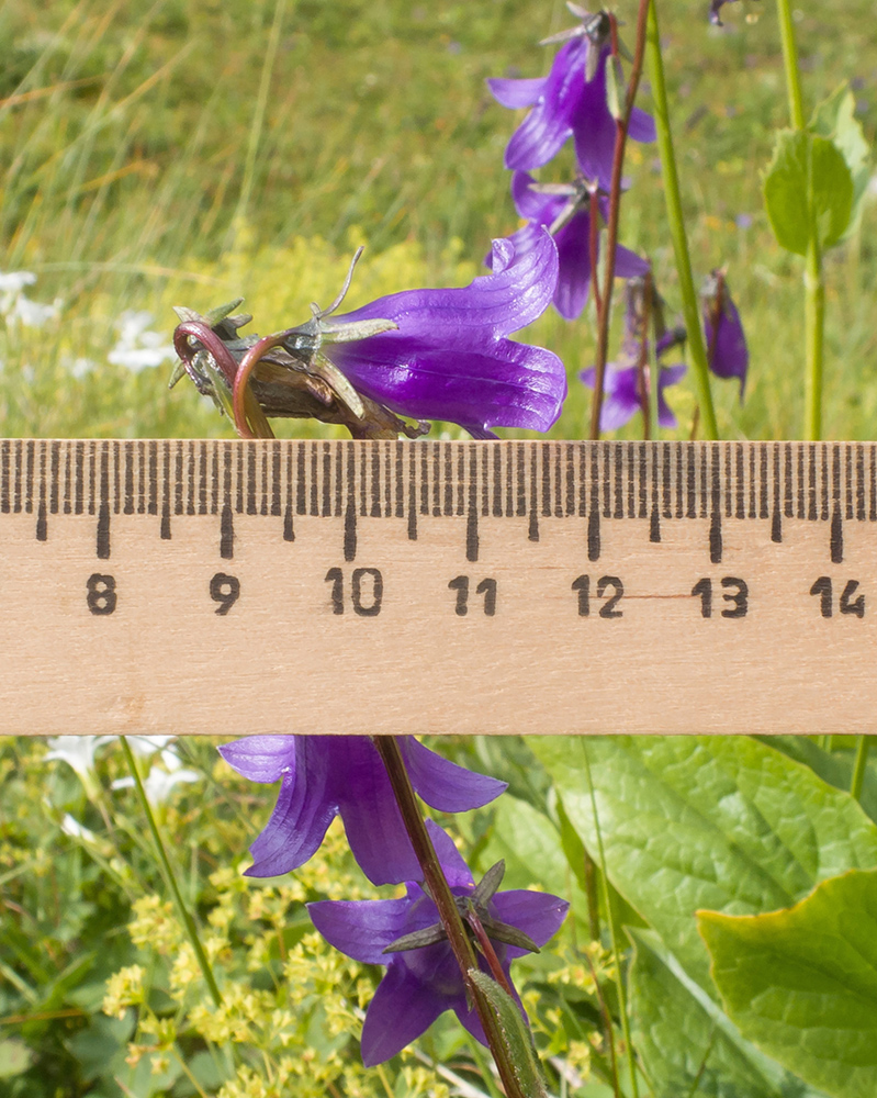 Image of Campanula rapunculoides specimen.