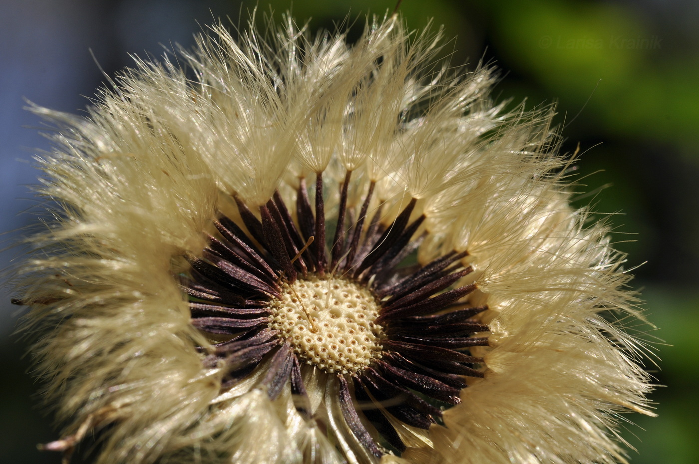 Image of Leibnitzia anandria specimen.