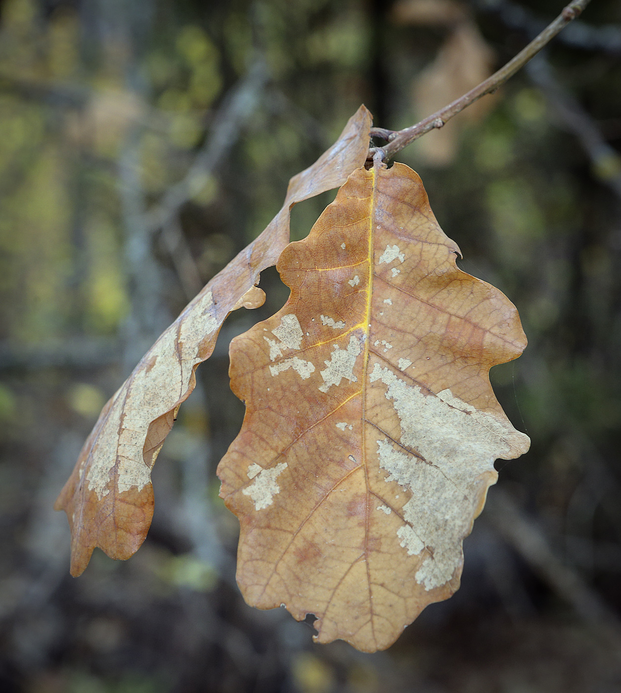 Image of Quercus robur specimen.