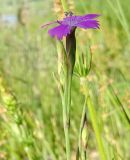 Dianthus deltoides. Верхушка цветущего растения. Карелия, г. Сортавала, парк \"Ваккосалми\", залуженная вершина холма. 15.06.2023.