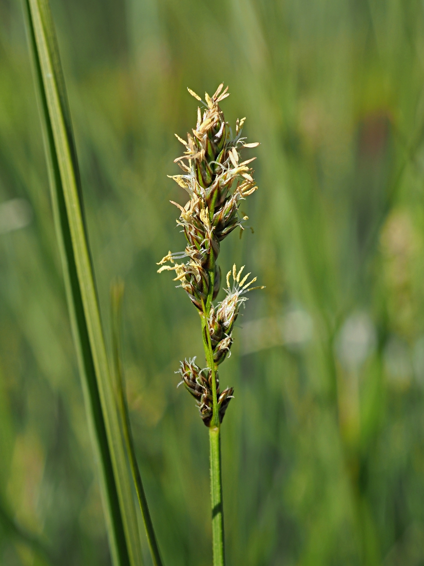 Изображение особи Carex diandra.