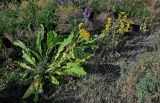 Inula macrophylla