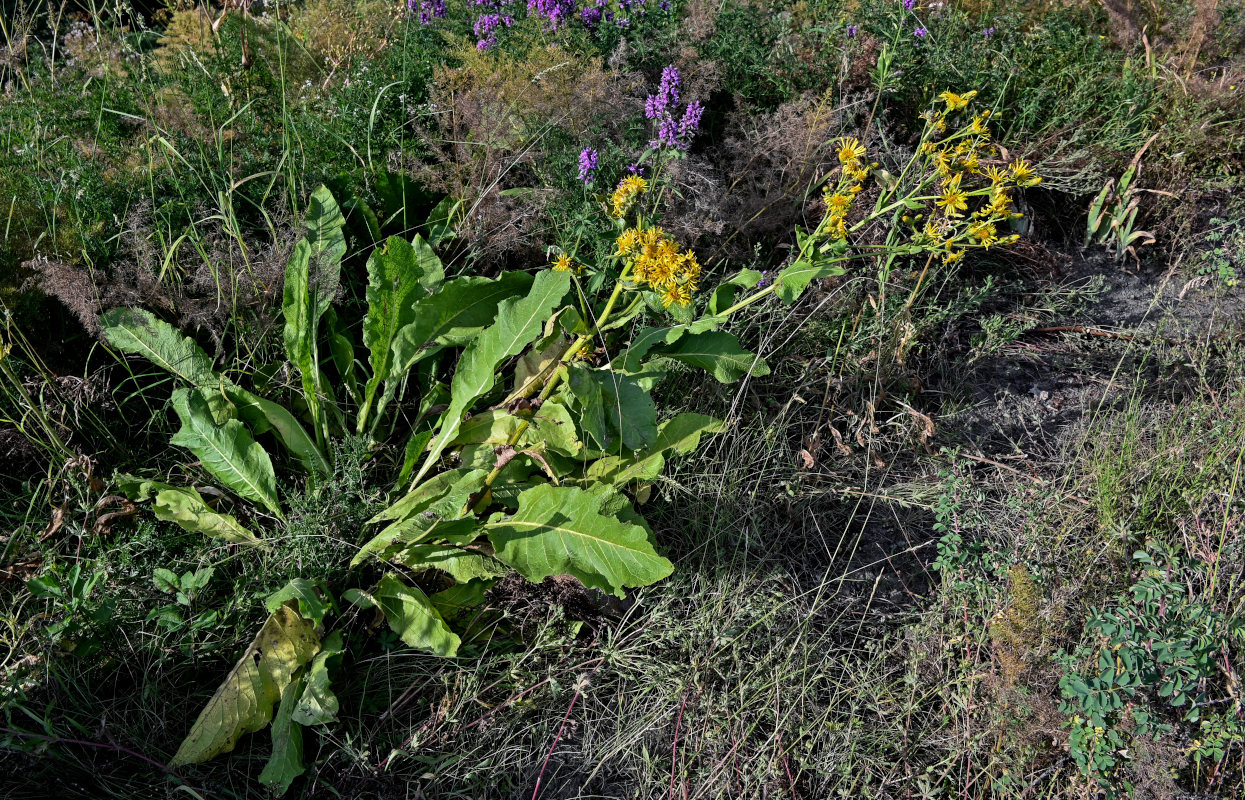 Image of Inula macrophylla specimen.
