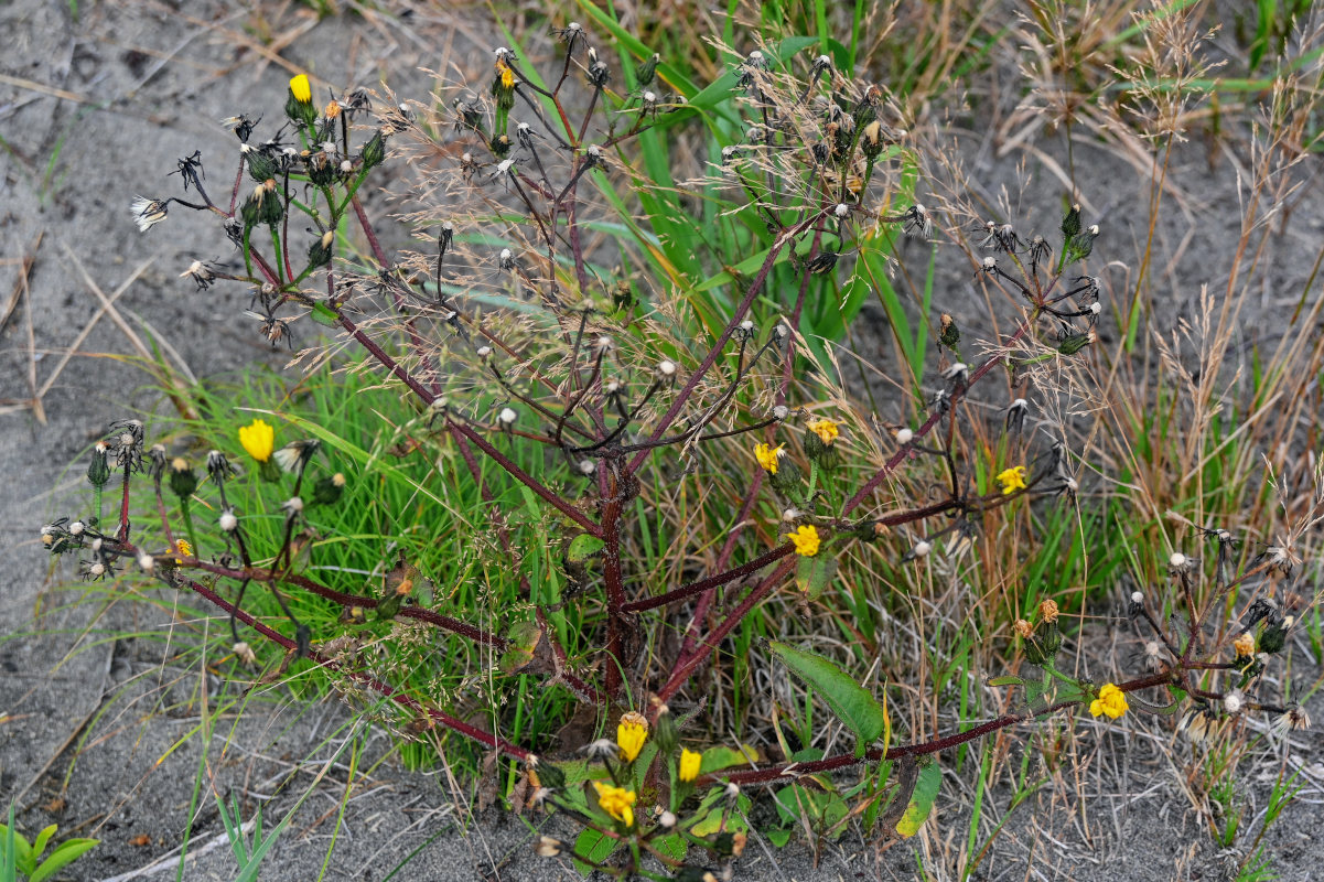 Изображение особи Picris japonica.