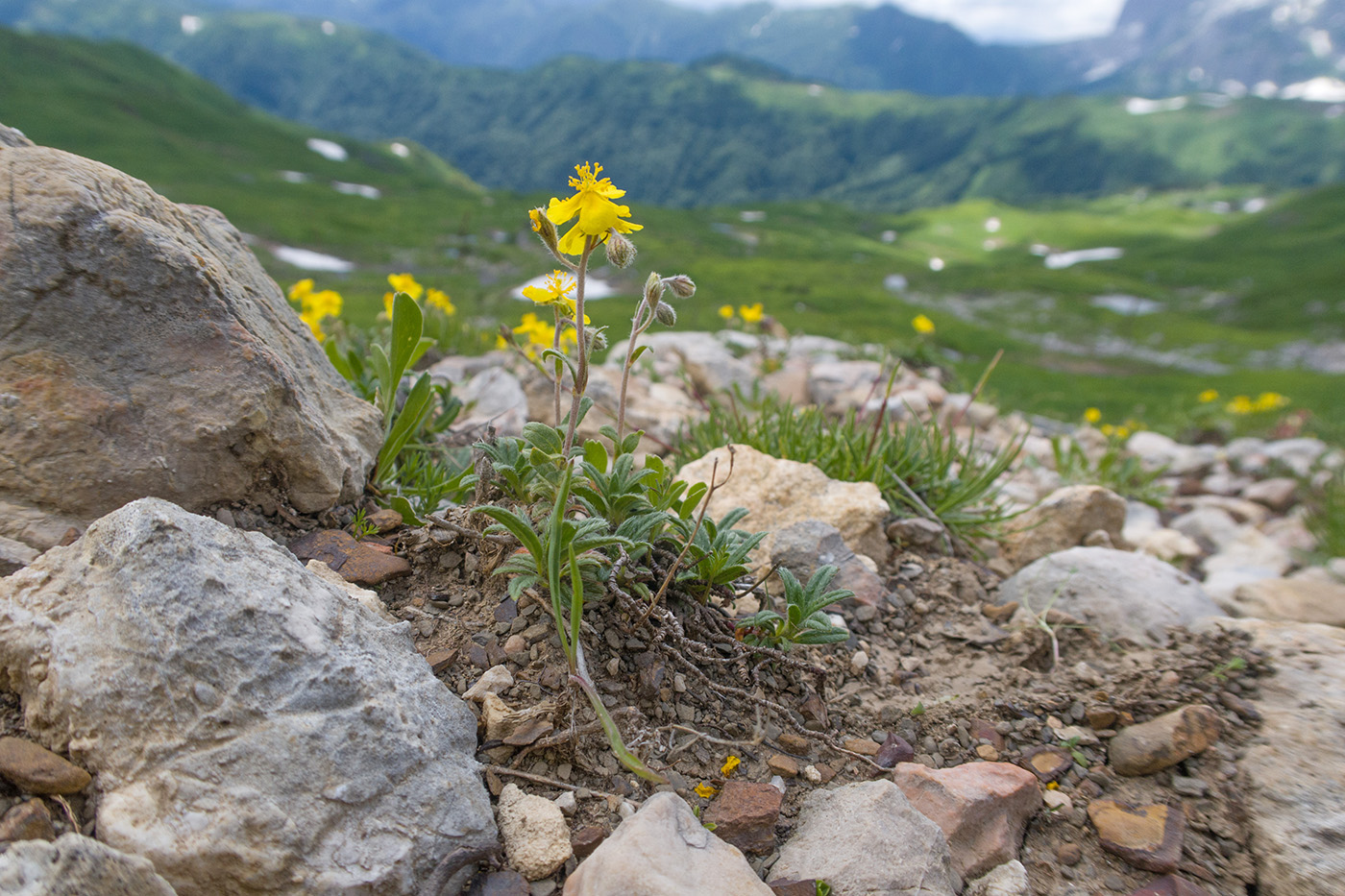 Изображение особи Helianthemum buschii.