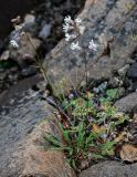 Silene paucifolia. Цветущее растение. Красноярский край, Таймырский Долгано-Ненецкий р-н, плато Путорана, водопад Брат, каменистый берег реки. 24.07.2023.