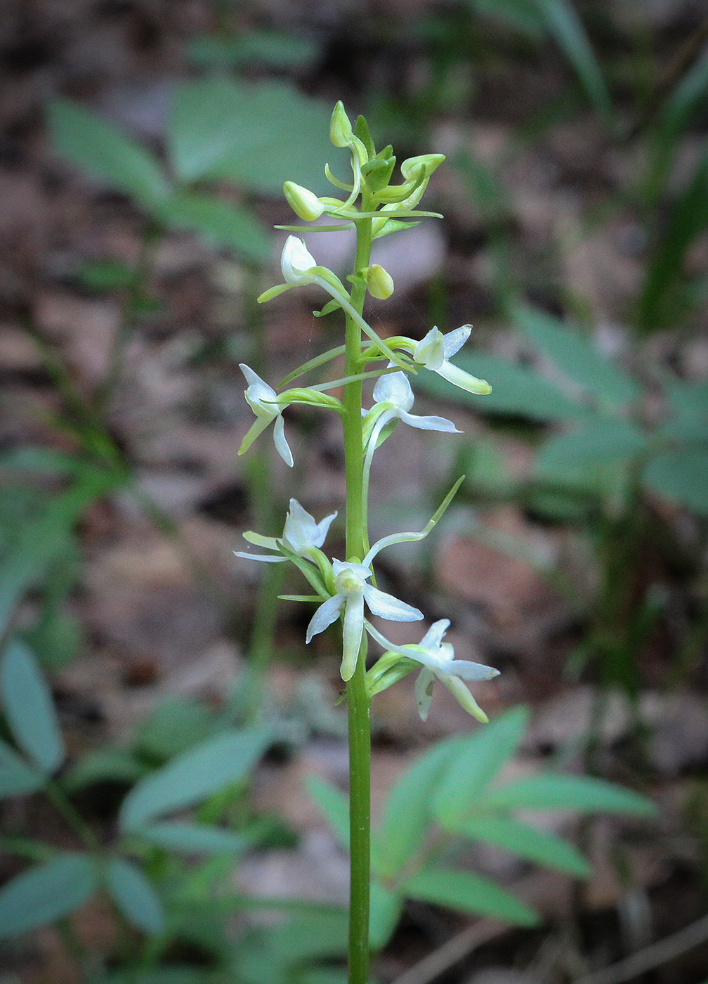 Изображение особи Platanthera bifolia.