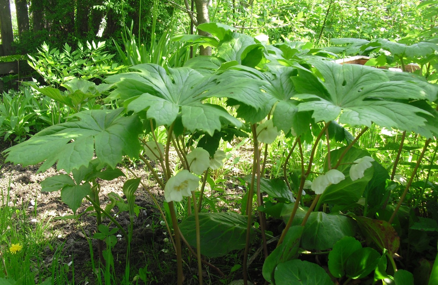 Image of Podophyllum peltatum specimen.