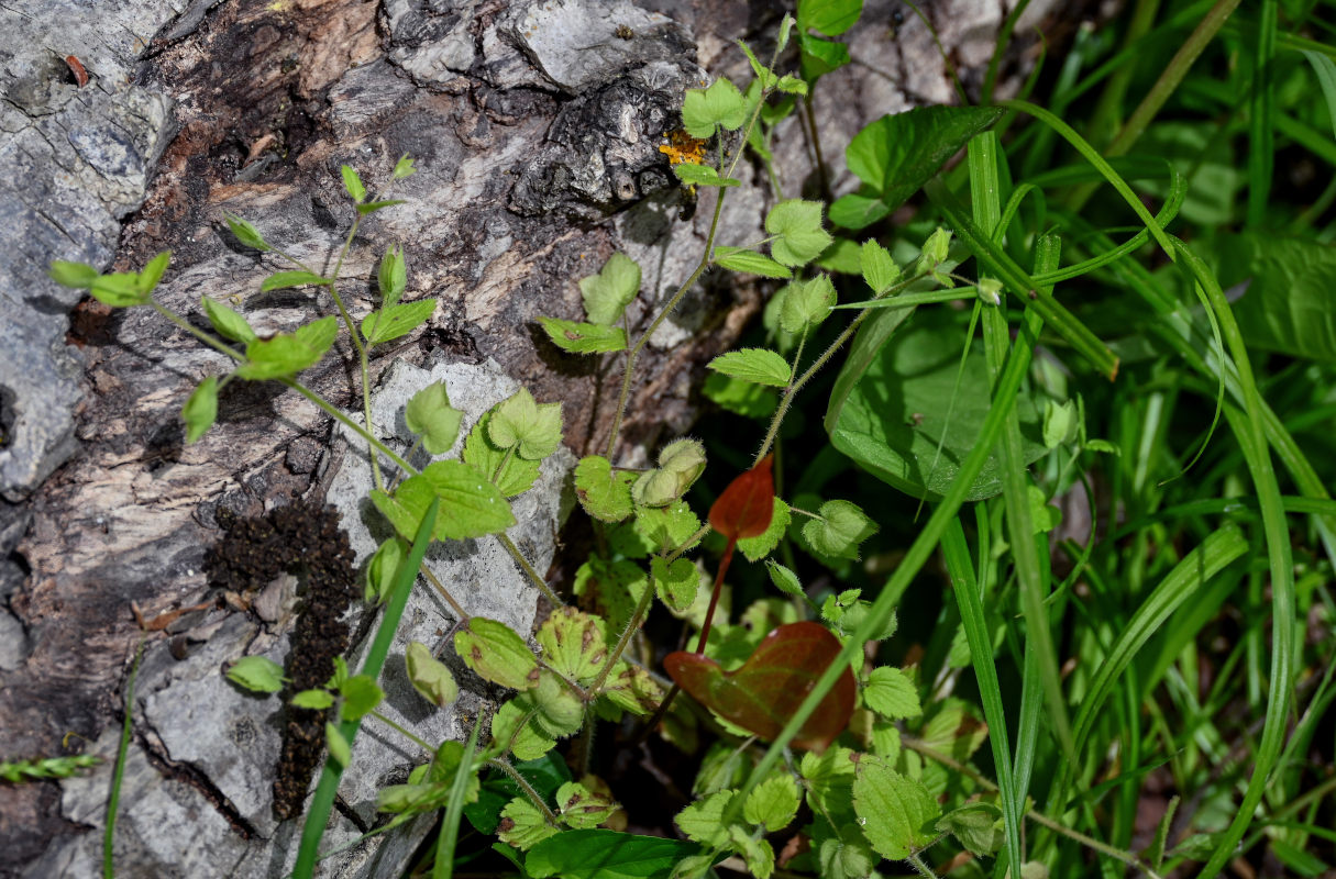 Image of Veronica crista-galli specimen.