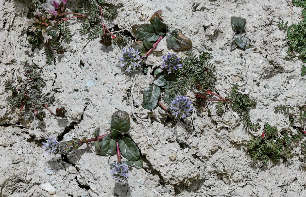 Изображение особи Lagotis decumbens.