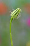 Urospermum picroides. Верхушка побега с развивающимся соцветием. Израиль, г. Бат-ям, на обочине дороги. 16.03.2024.