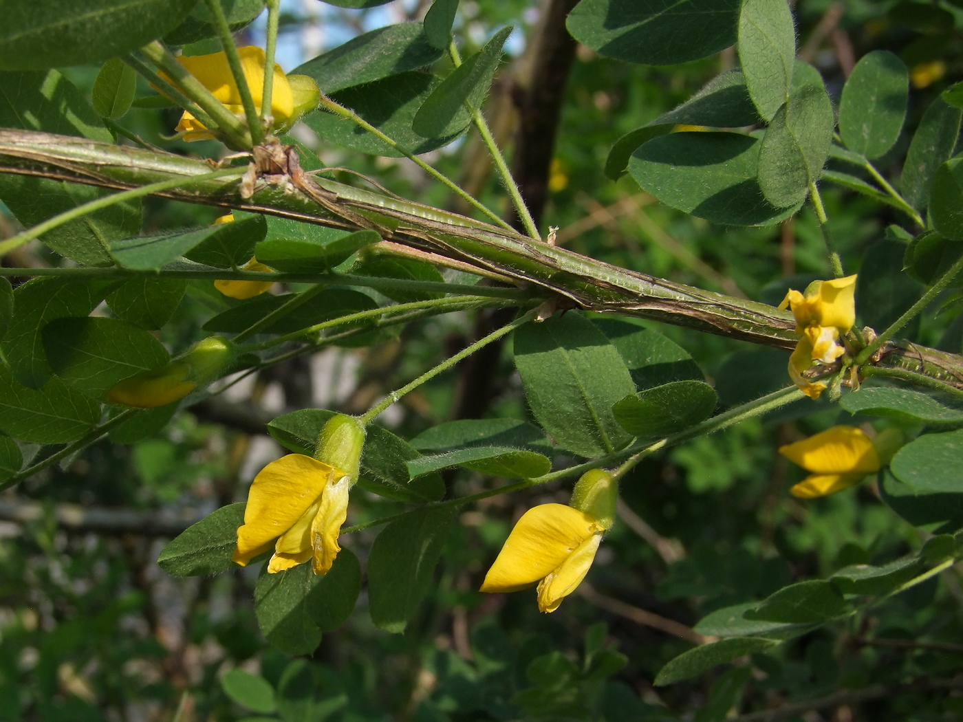 Image of Caragana arborescens specimen.