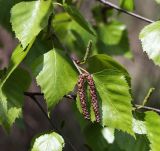 Betula platyphylla