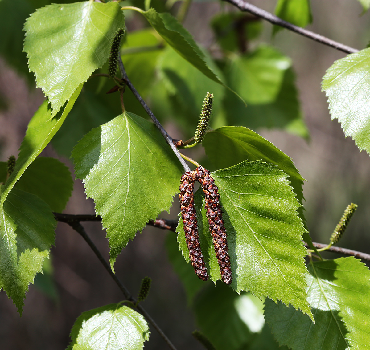 Изображение особи Betula platyphylla.